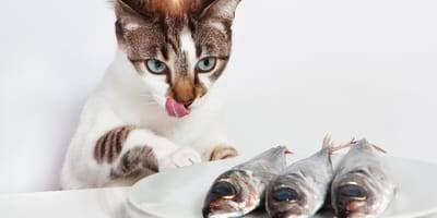 Meow Mix