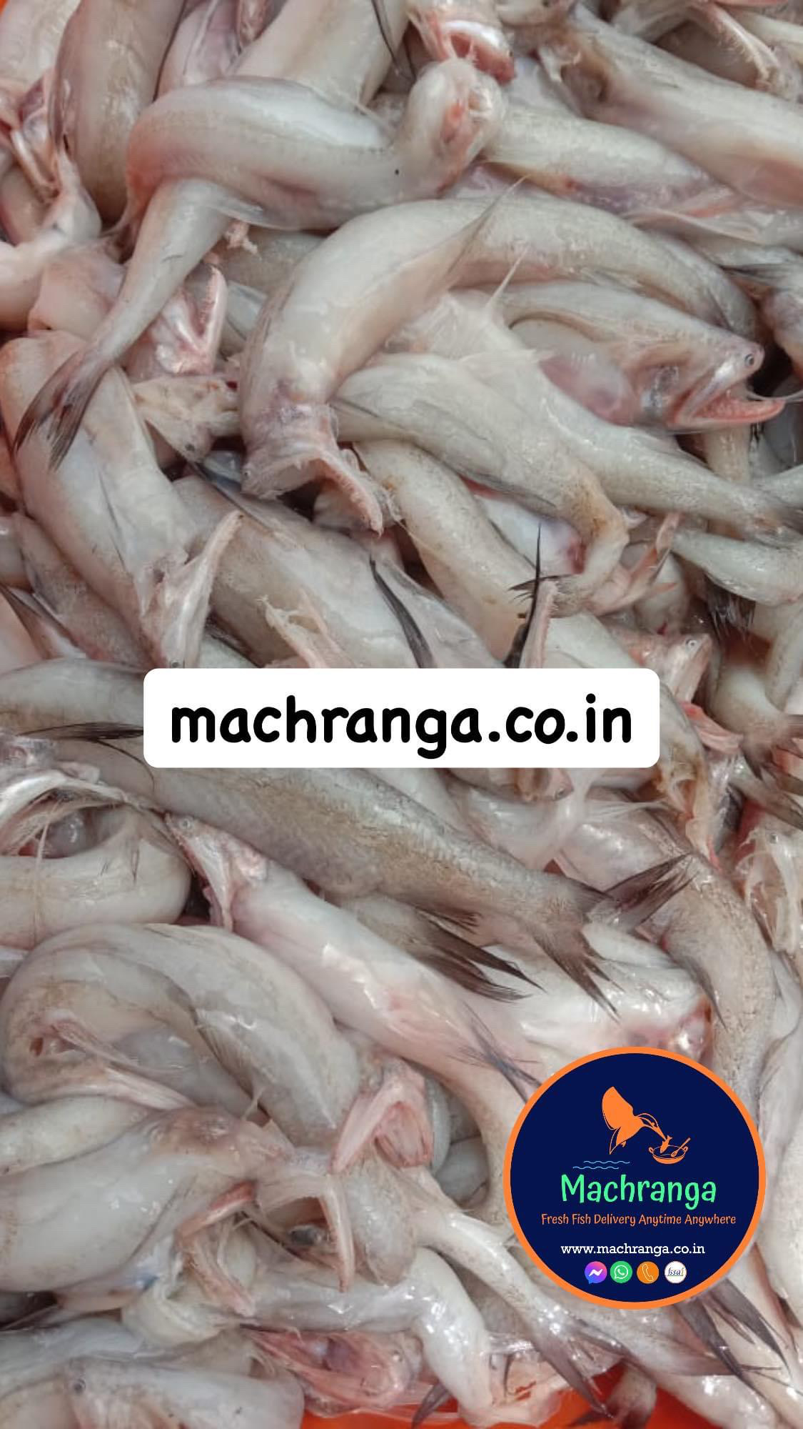 Lote/Bombil/Bombay Duck