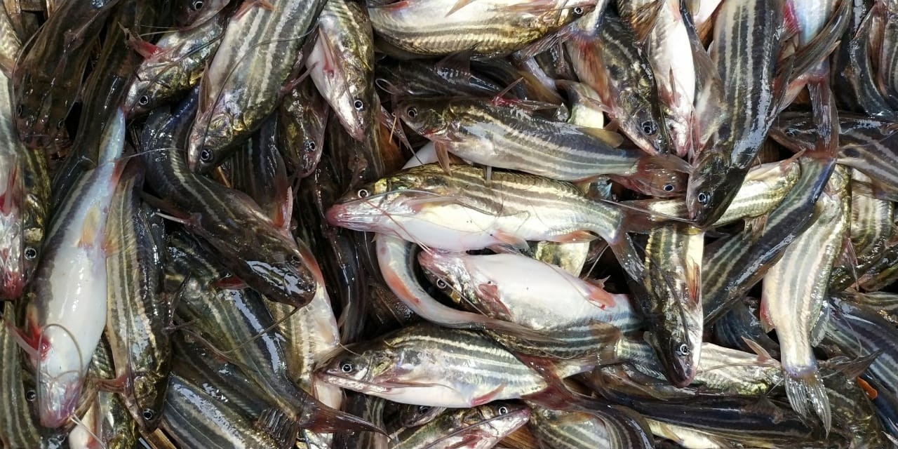 Deshi Tangra ( Large Size)