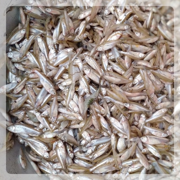 Local/Deshi - Nodiali Mix/ Guro Mach/Chorchori Fish