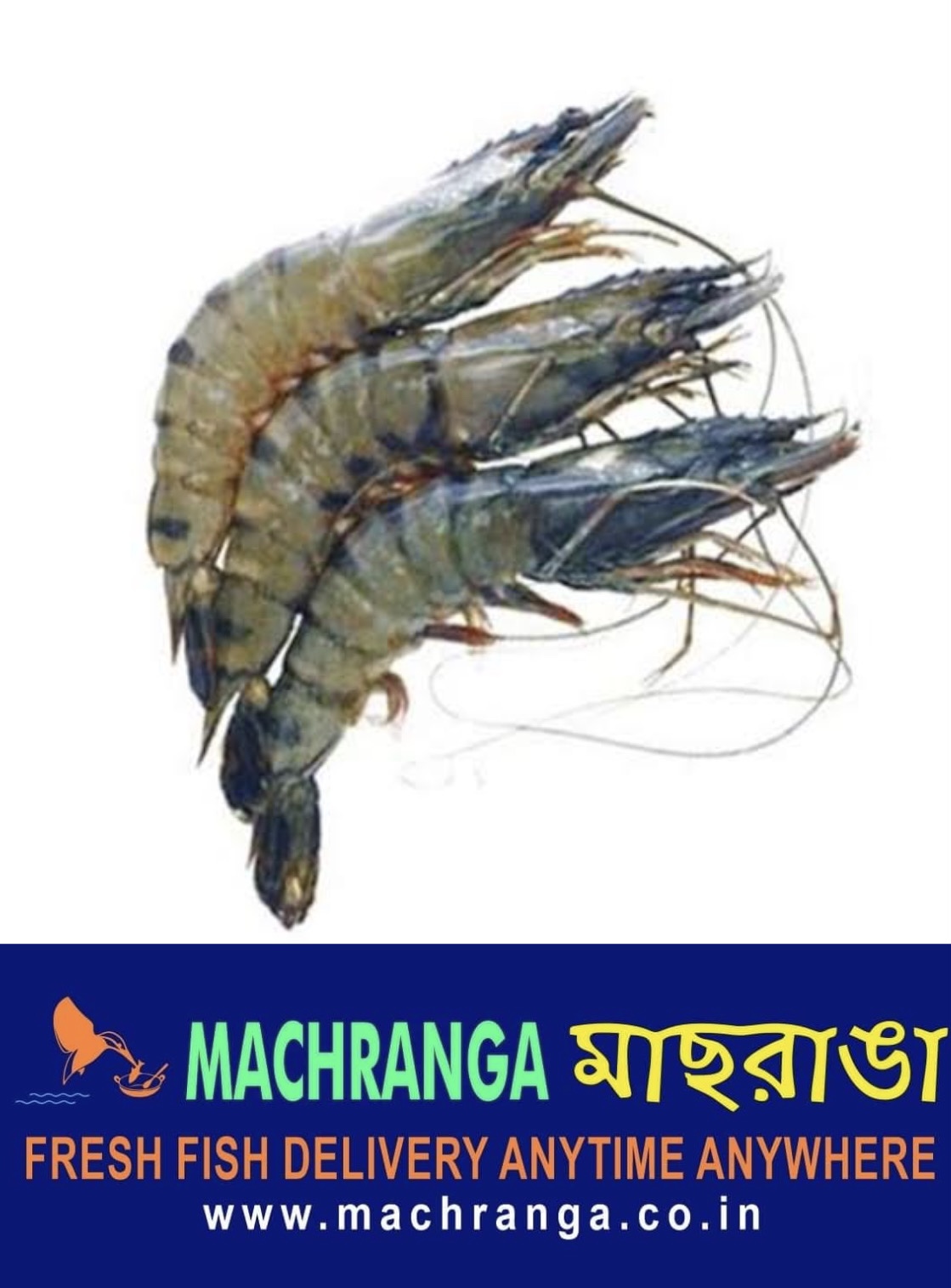 Bagda Chingri/Tiger Prawn