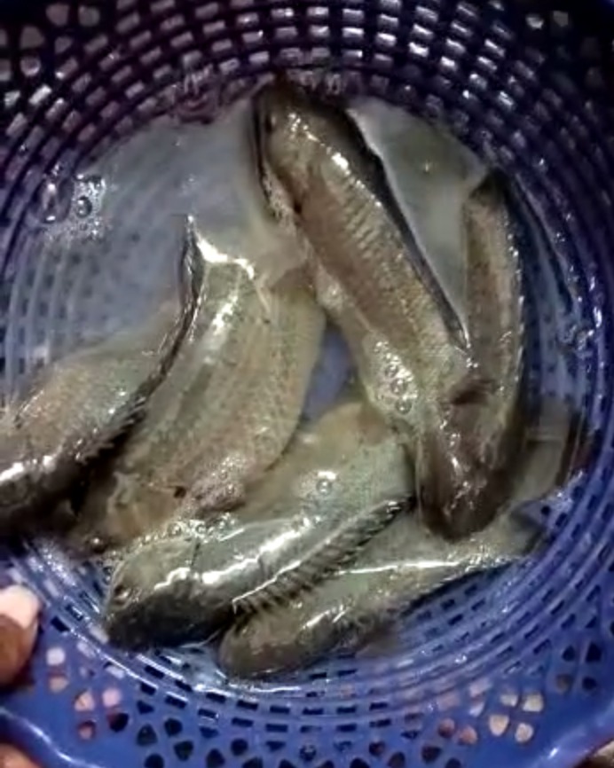 Local Koi
