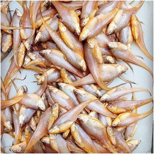 Amodi/ Amudi / Mandeli Fish
