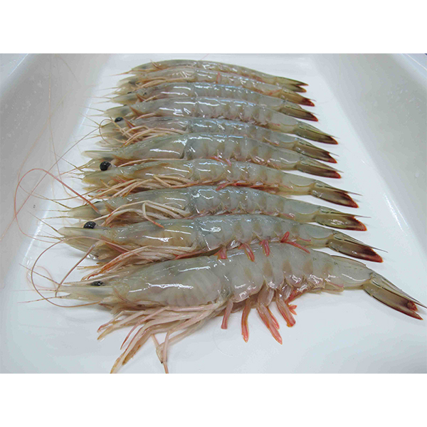 Jumbo Large White Prawn (Chingri 25-30pc/kg)