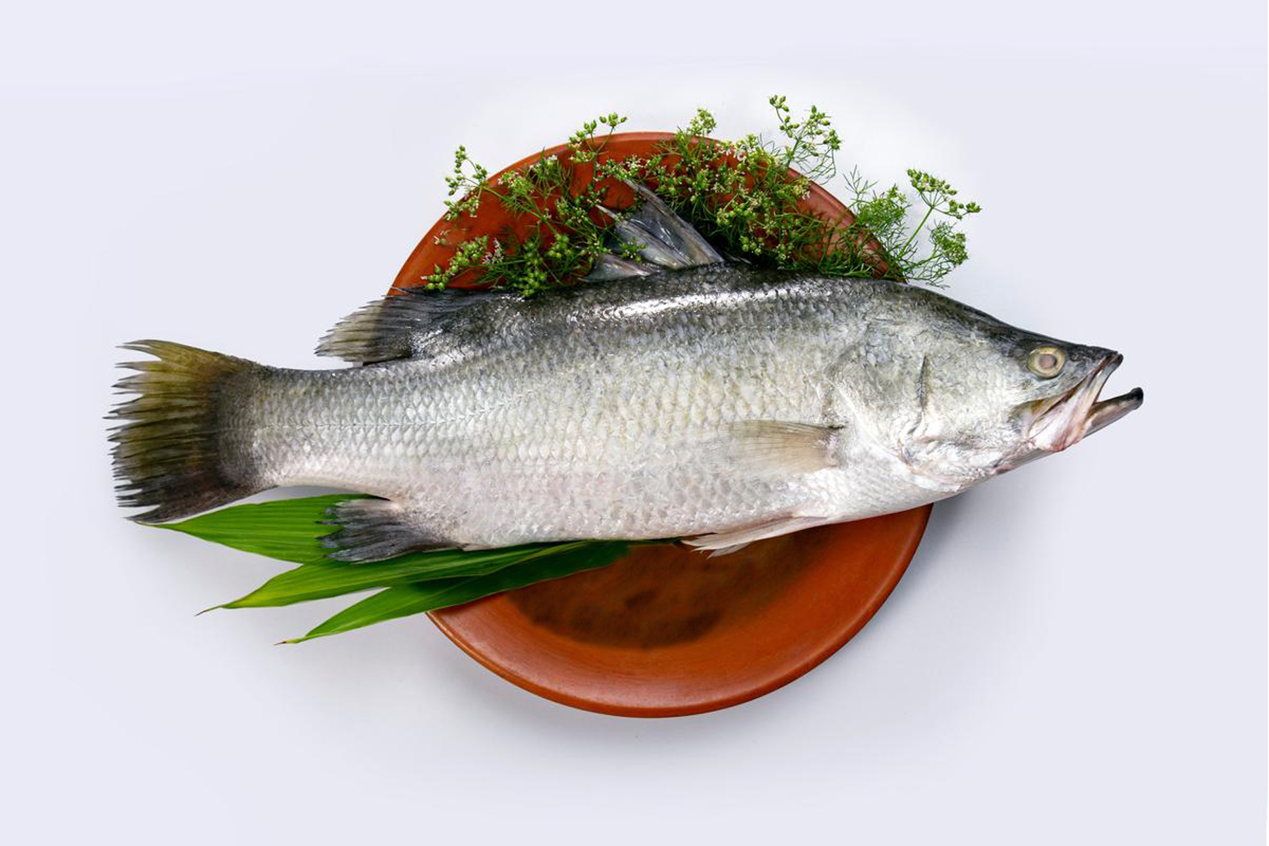 Basirhat Fresh Bhetki/Vetki Whole/Half - FREE DRESSING