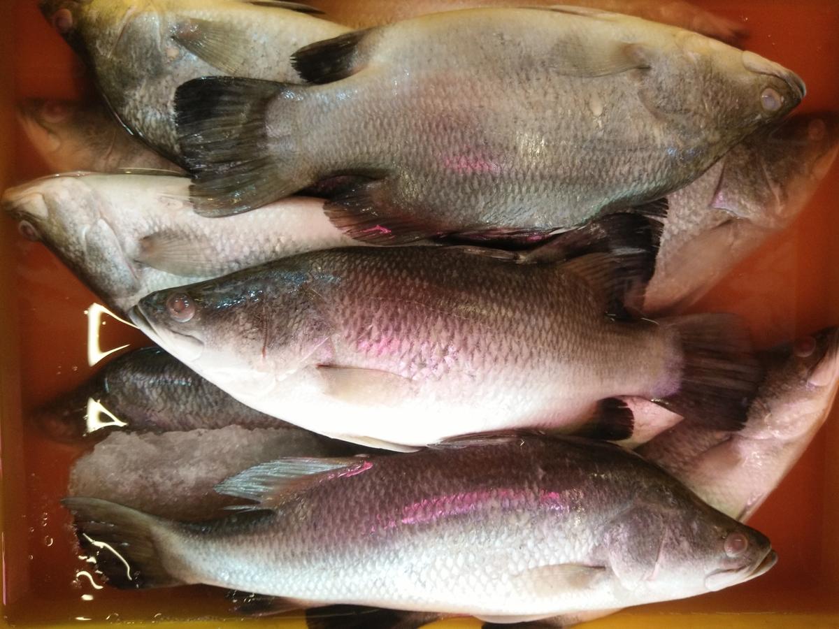 Basirhat Bhetki/Vetki (Headless, Cut into pcs)