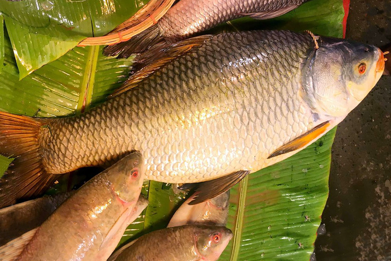 Jumbo Katla (Headless, From 16kg+ Size)