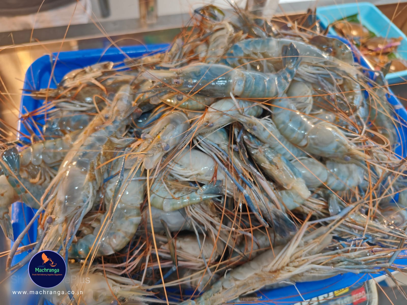 Golda Chingri/Prawn Small (25-30Pc/Kg)
