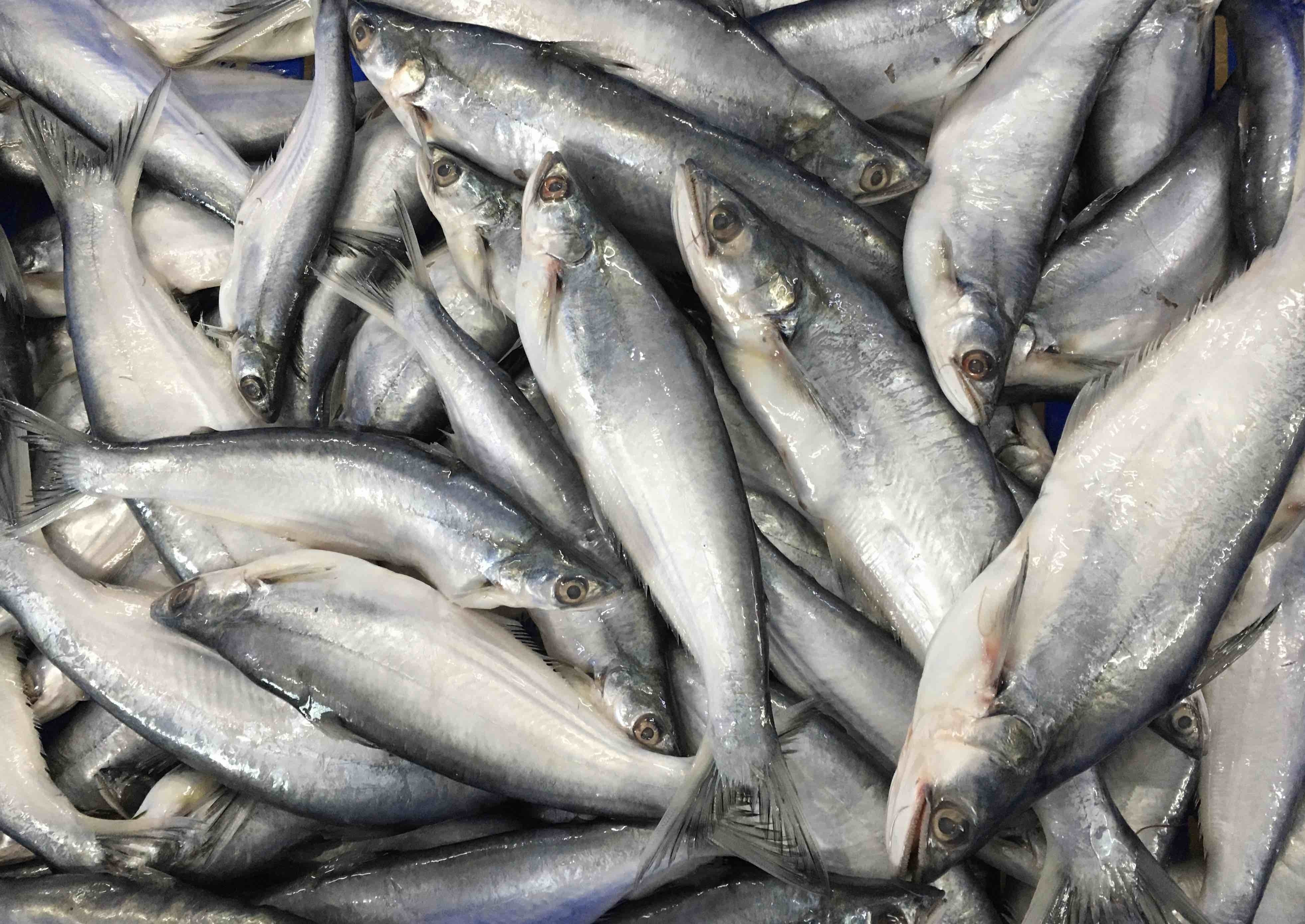 Bacha Fish