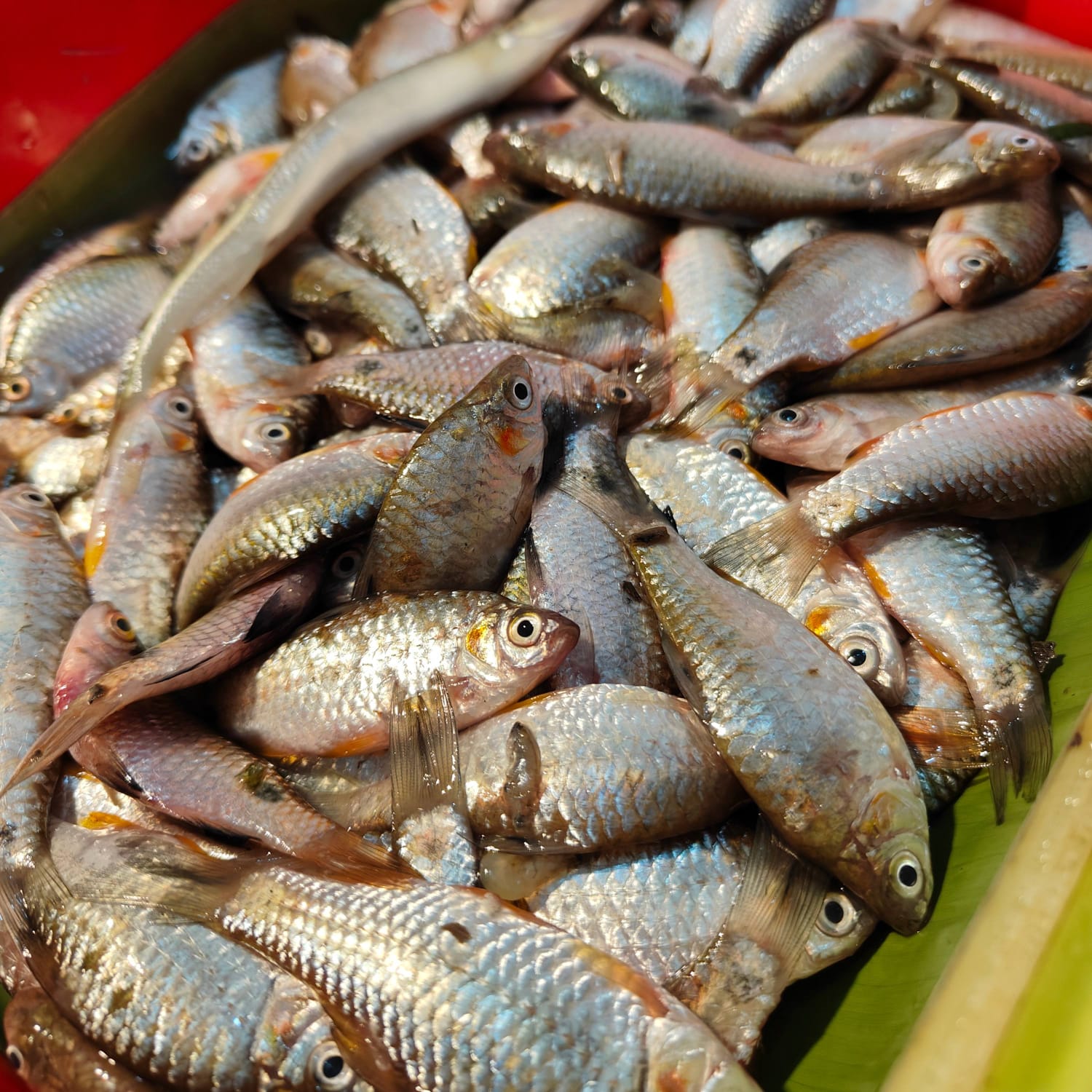 Deshi Puti