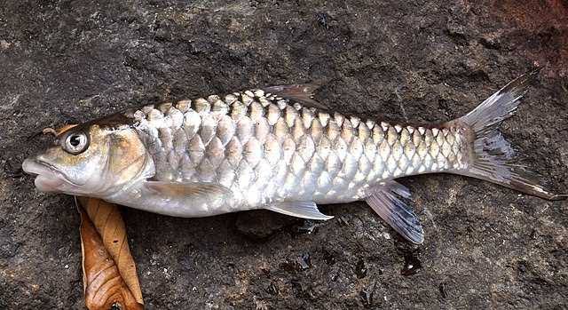 Putitora/Mahseer/Mohashol Fish Whole/Half