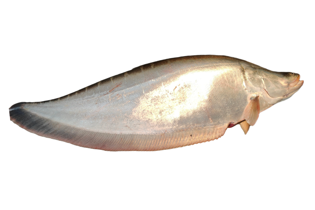 Large Chitol Kata (Headless)