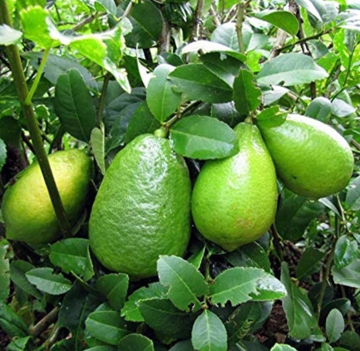 Gondhoraj Lebu / Scented Lemon (গন্ধরাজ লেবু)